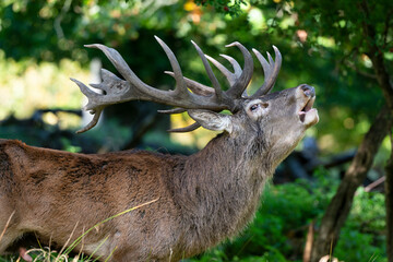 Cerf élaphe, brame, cervus elaphus