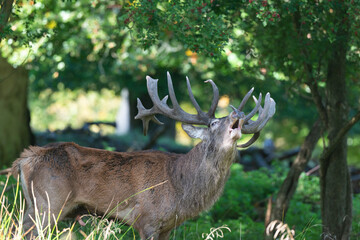 Cerf élaphe, brame, cervus elaphus
