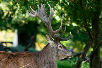 Cerf élaphe, brame, cervus elaphus