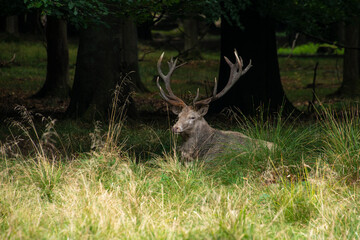 Cerf élaphe, brame, cervus elaphus
