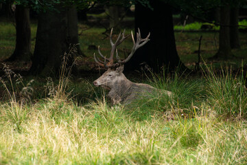 Cerf élaphe, brame, cervus elaphus