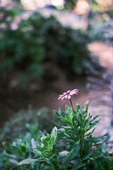 flowers in the garden