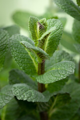 Fresh green Moroccan mint plant close up  