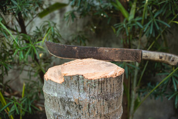 A coconut tree stomp with a lodged bolo knife. A recently fallen coconut tree.