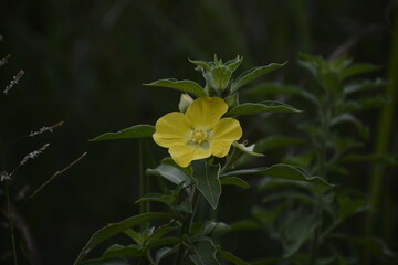 yellow flowers are found in the grass clump area