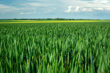 Large green grain field, horizon and sky