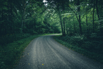 Fototapeta na wymiar Gravel road through a moody dark forest