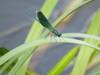 Dragonfly beauty brilliant (calopteryx splendens) on thin blades of grass near the water.
