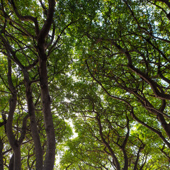 Fototapeta premium trees in the forest