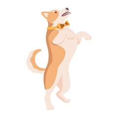 Dog standing on hind legs and asking for smth.