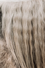 Curly mane of a gray horse close-up.