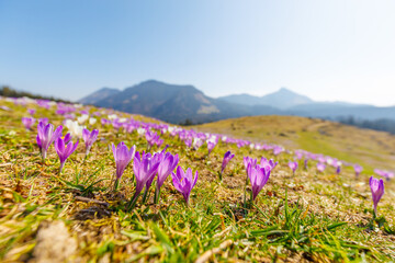 Purple Crocus on famous mountain Heuberg in Bavaria in springtime