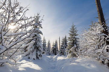 Snow covered trees in national park Bayerischer Wald in Germany