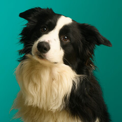 a portrait of a dog in the studio