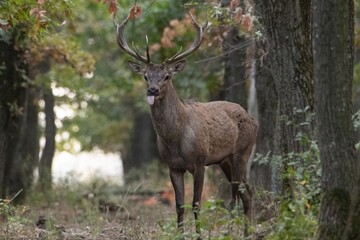 deer in the woods