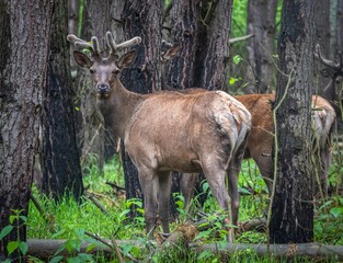 deer in the forest