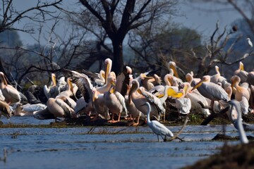 Fototapeta premium flock of pelicans