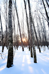 winter morning in a birch grove