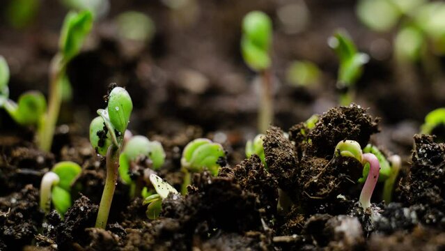 Growing Plants Sprouts Germination. New Born, New Life in Spring Agriculture Concept.