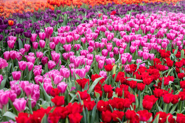 Colorful Tulip flower garden in park, red pink purple and orange.