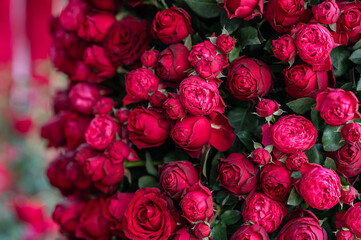 Fresh natural red roses with green leaves background. Flower arrangement in garden. Love and Valentine concept.