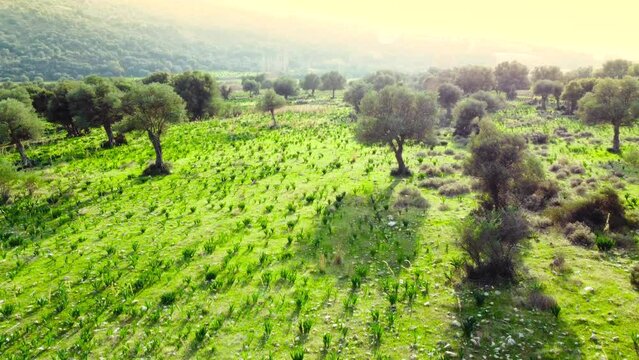 Nature Trees in early summer, Aerial view of Beautiful green forest with olive trees in sunny weather, Cyprus