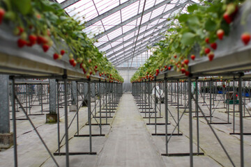 ビニールハウスの中で色づくいちごたち