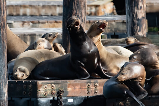 Two sea lions sitting on a dock on Pier 39 in San Francisco California bark in unison like they are singing in a chorus 