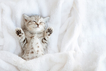 cute little blue-gray British kitten sleeping wrapped in a white plaid, blanket on back, top view . Concept of adorable pets