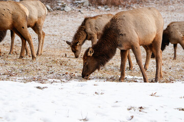 Fototapeta premium Herd of cow elk searching for food in the winter landscape of Pennsylvania.