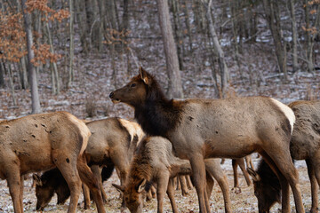 Herd of cow elk searching for food in the winter landscape of Pennsylvania.
