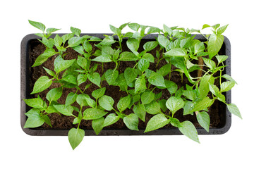 Close-up of pepper seedlings in container with soil isolated on a white background, top view. Pepper seedling solated on white background, top view. Plastic container with pepper seedlings.