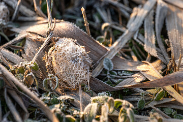 Frosted plants and grasses, covered with frost, frost, ground frost, ice, ice crystals, grass, frozen plants, snow, spring, winter