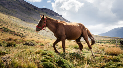 
horse grazing in mapuche community