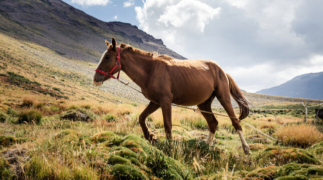 
horse grazing in mapuche community