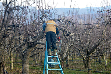 unrecognizable man on a ladder pruning apple orchard in february. winter agriculture theme. - 487384754