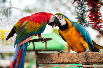 Colorful and cute macaw parrots.