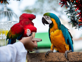 Colorful and cute macaw parrots.