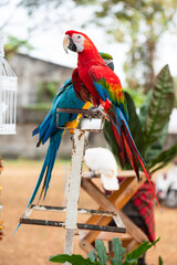 Colorful and cute macaw parrots.
