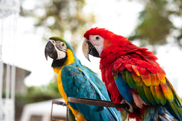 Colorful and cute macaw parrots.