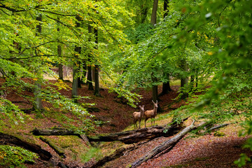 Red Deer Cow (Cervus elaphus) and young deer in a clearing of a natural Reserve near Arnsberg...