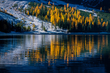 Autumn and golden reflections on Lake Braies. Park of the Dolomites.
