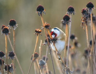 European Goldfinch, Carduelis carduelis, the bird enjoys nibbling and eating the seeds from spent...