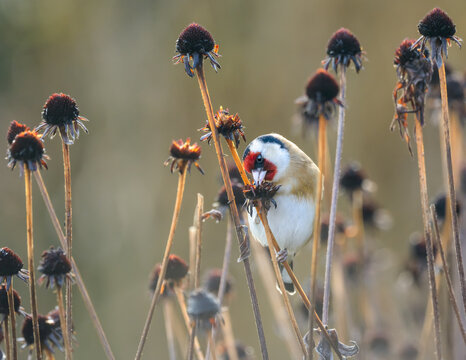European Goldfinch, Carduelis carduelis, the bird enjoys nibbling and eating the seeds from spent flower heads of a coneflower in a wintery garden, Germany