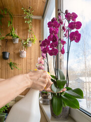 Spraying, watering orchids. Plant care orchids. Treatment of plants against diseases and parasites.