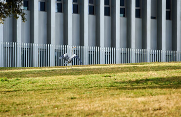 Obraz premium a heron takes flight in a city park