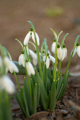 snowdrops in spring