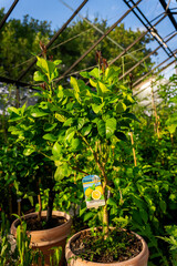Greenhouse life, Tomato 