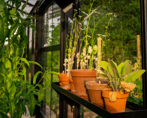 Greenhouse life, Tomato 
