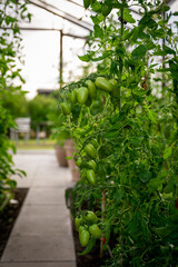 Greenhouse life, Tomato 